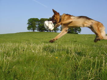 German shepherd catching ball in mid-air over grassy field