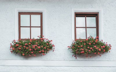 Flowers growing on window of building