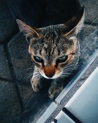 Close-up portrait of cat