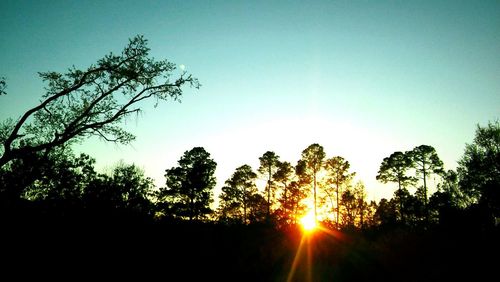 Low angle view of silhouette trees against clear sky