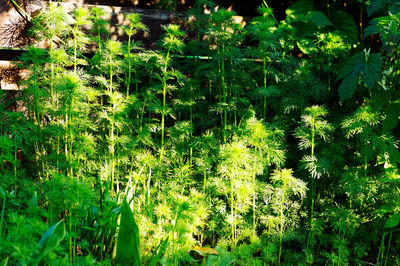 Full frame shot of plants growing on land