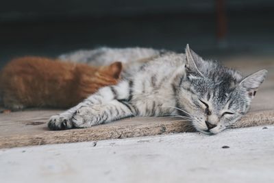 Cat sleeping on footpath