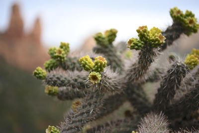 Close-up of cactus plant