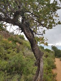 Tree on field against sky