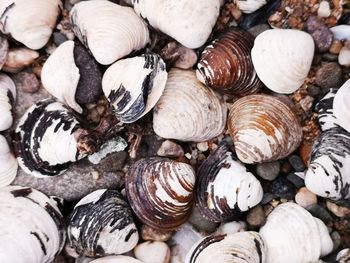 Full frame shot of shells