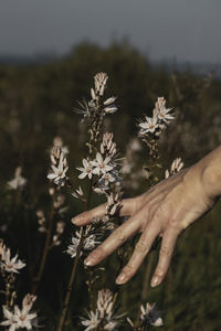 Close-up of hand on flowering plant