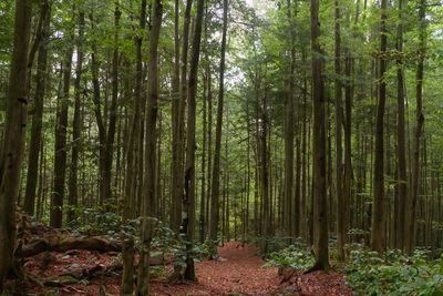 Trees in forest