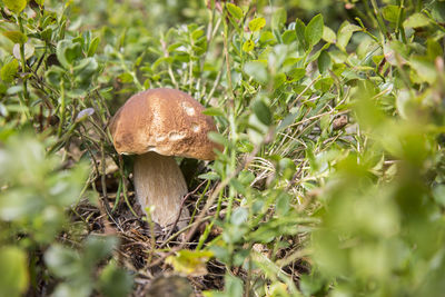 Close-up of mushroom growing on field