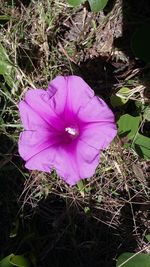Close-up of purple flower