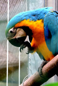 Close-up of blue macaw perching on wood