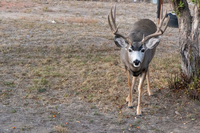 Portrait of deer standing on land