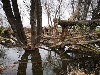 Fallen tree in lake