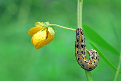 Close-up of butterfly on yellow flower