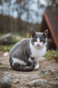 Grey and white kitten is licking himself and sitting on a forest path after a hearty snack