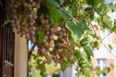 Low angle view of grapes growing on tree