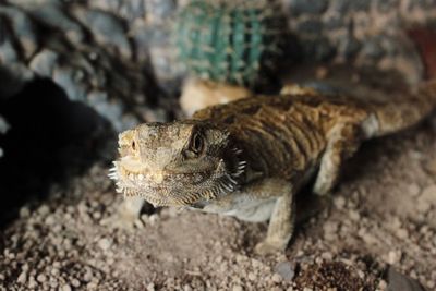 Close-up of lizard on rock