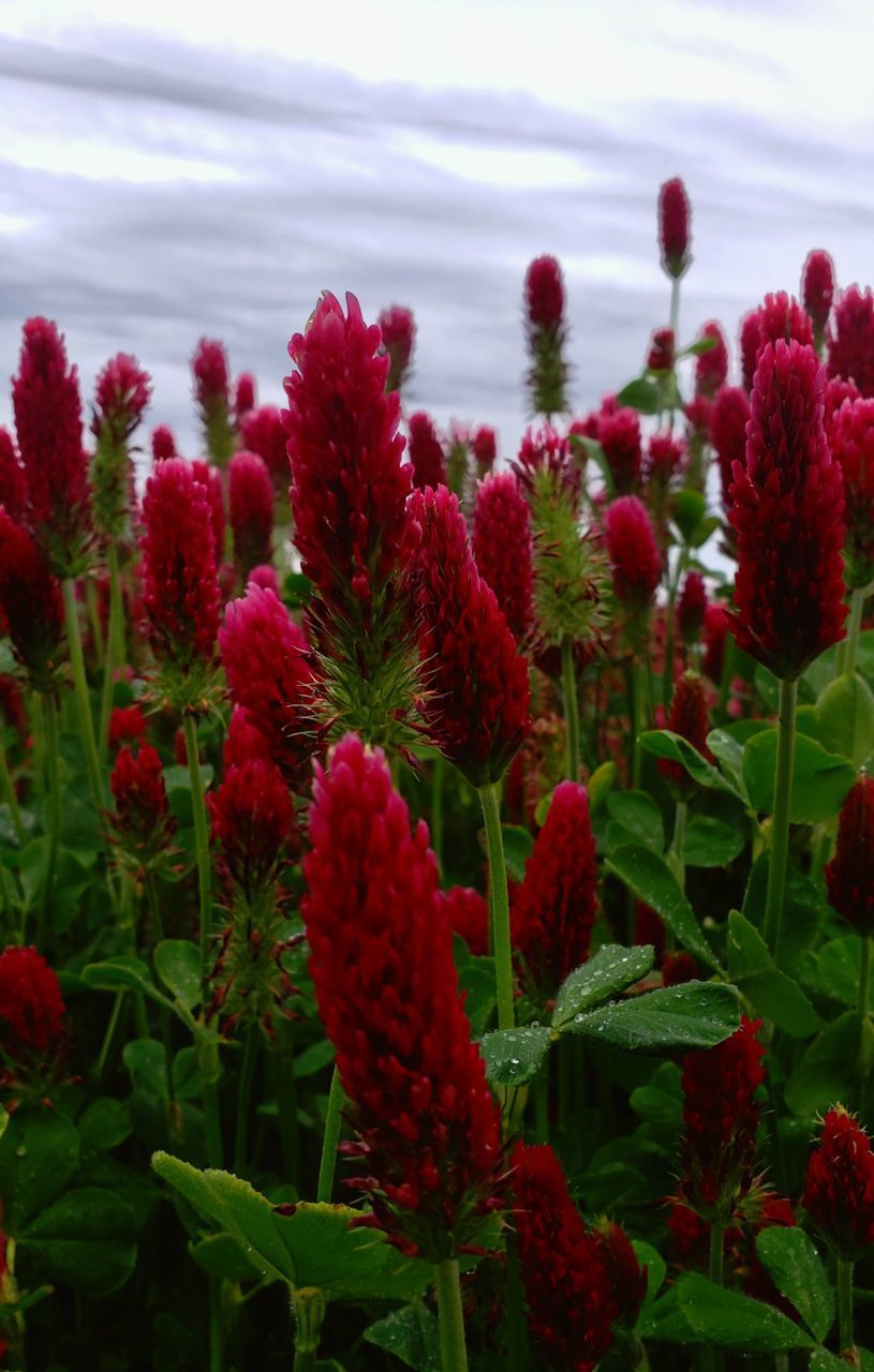 CLOSE-UP OF RED FLOWERING PLANTS AGAINST SKY