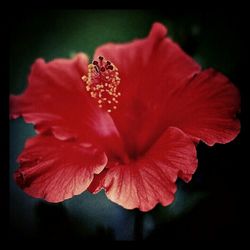 Close-up of pink flower