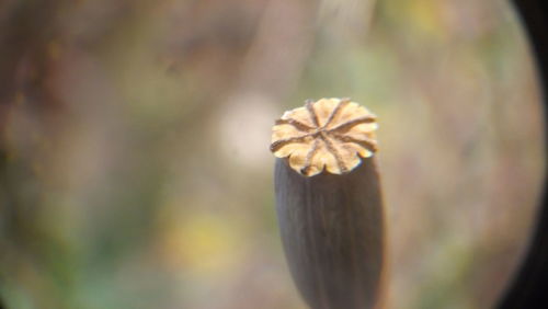 Close-up of flower in autumn leaf