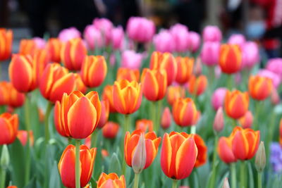 Close-up of orange tulips in field