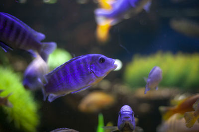 Fish swimming in aquarium