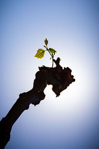 Low angle view of flowering plant against clear blue sky