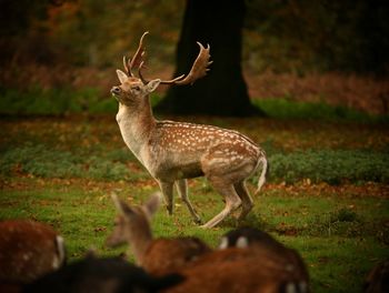 Deer standing on field