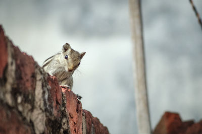 Low angle view of squirrel on tree