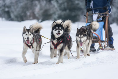 View of dogs on snow