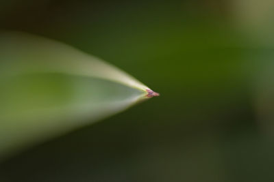 Close-up of flower bud