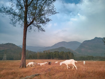 Goats grazing in the valley