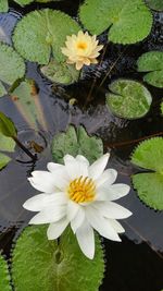 High angle view of lotus water lily in pond