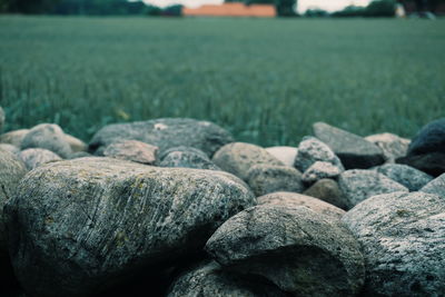 Close-up of stones on rocks