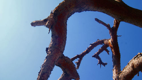 Low angle view of damaged tree against clear blue sky