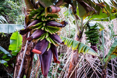 Close-up of banana tree