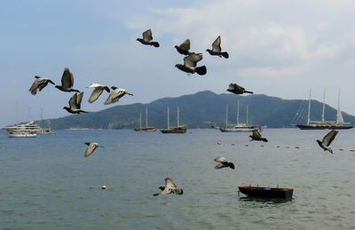 Seagulls flying over sea against sky