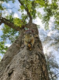 Low angle view of squirrel on tree