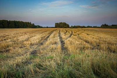 Wheel tracks on stubble, mowed field and evening sky, eastern poland