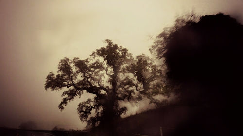 Silhouette tree against sky during sunset