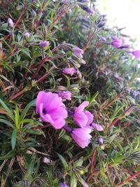 Close-up of purple flowers blooming outdoors