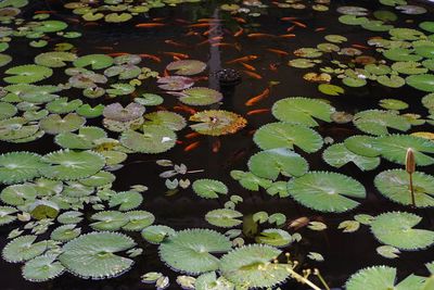 High angle view of leaves floating on water