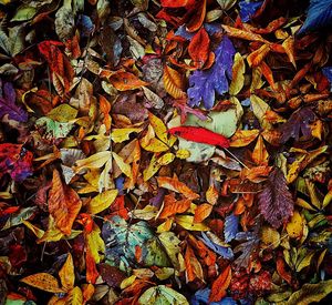 Full frame shot of autumnal leaves