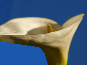 Close-up of blue flower against clear sky