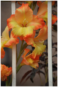 Close-up of day lily flowers