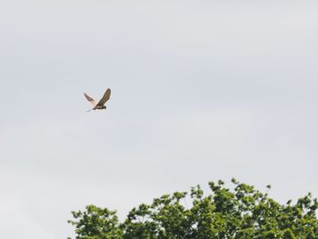 Low angle view of bird flying in sky