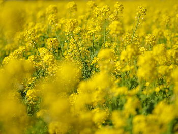 Scenic view of oilseed rape field