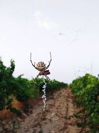 Close-up of spider on web