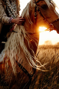 Midsection of woman riding horse on land during sunset