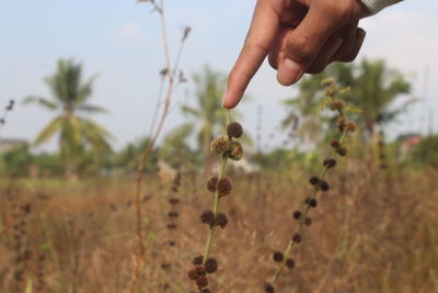 Close-up of hand touching plant