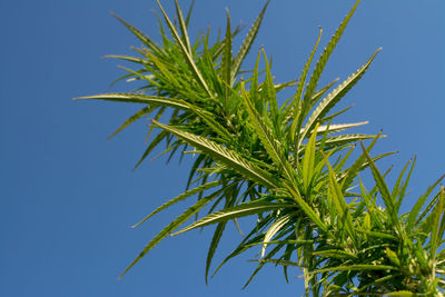 Low angle view of palm tree against clear blue sky